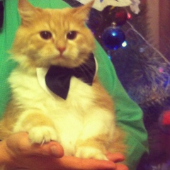 Semo Dam-Cowboy, 18.12.1983