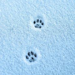 Юлия Трапезникова, 31.03.1986, Новый Уренгой