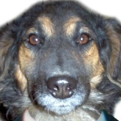 Саша Собакин, 15.11.1906, Набережные Челны