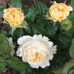 Любовь К, 14.07