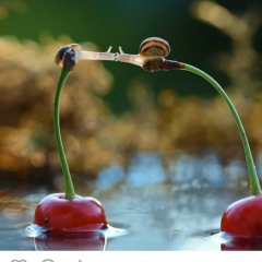 Nazim Ihlasova, 19.01.1985, Алматы