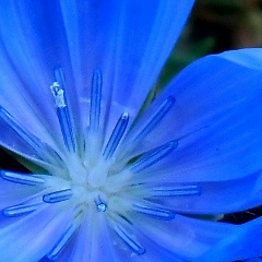 Зульфия Давлетова, Paris