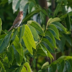 Mincho Seint, 04.01.1977