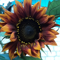 Валентина Бойко, 21.03, Харьков