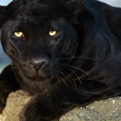 Ййййй Ййййй, 01.01.2001, Москва