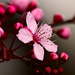 Анара Орашова, 08.04, Узынагаш