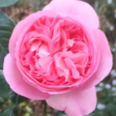 Ната Лья, 18.02.1984, Рыбное