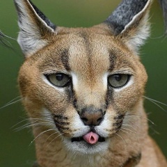 Олечка Счастливая, 24.05