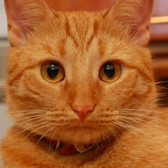 Рыжик Котэ, 14.06