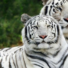 Nurik Atenaliev, 25.04, Москва