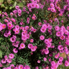 Ольга Иванова