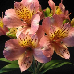 Мария Милованова, 14.10, Рязань