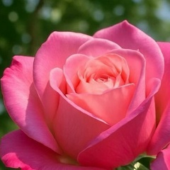 Лариса Сияющая, 18.06