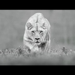 Антон Антонов, 21.11, Москва