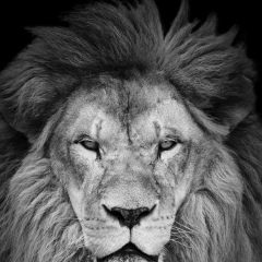 Алексей Коконов, 21.04.1983, Санкт-Петербург