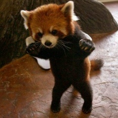 Пелагея Соколова, 06.06