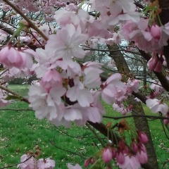 Наташа Эрхардт, Санкт-Петербург