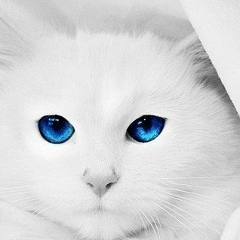 Алик Волков, 20.02.1998, Стаханов