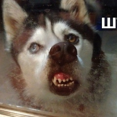 Валентин Шевченко, 13.05, Луцк