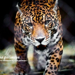 Шамиль Мурадов, 10.11.1983, Москва