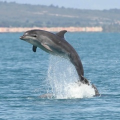 Егор Алешин, Тольятти