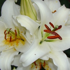 Ольга Чекасина, 07.06.1993, Екатеринбург