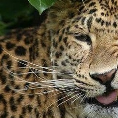 Ахмед Арчаков, 28.09.1991, Назрань