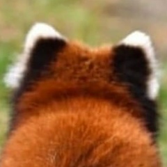 Эвелина Зайка, 27.08.1984, Санкт-Петербург