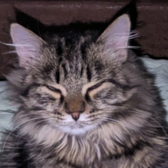 Iggy Kerzer, Челябинск