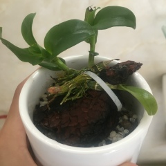 Milo Ka, 21.08.1995, Hanoi