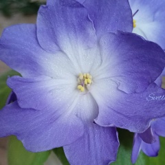 Светлана Фиалки, Санкт-Петербург