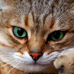 Евгений Игошев, 03.09.1986, Екатеринбург