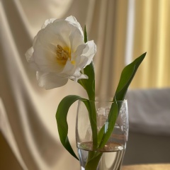 Александра Дьяченко