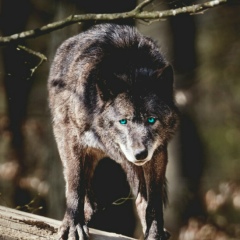 Вячеслав Шкрябов, Астана