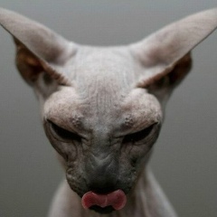 Леонид Корнышев, 12.11, Санкт-Петербург