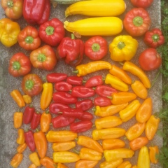 Анастасия Лебедева, 17.05, Санкт-Петербург