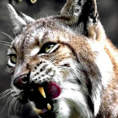 Святослав Чабан, 28.04, Харьков