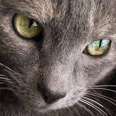 Иван Низов, 04.10, Владимир