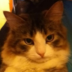 Тимур Зеленовенко, 28.04.1994