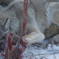 Opel Crazy, 12.08.1981, Трускавец