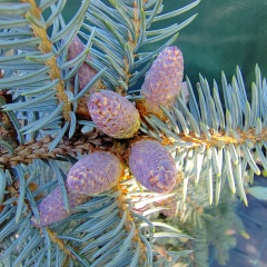 Валентина Супер, 08.07, Воронеж