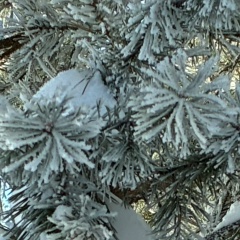 Надежда Рююппе, 15.12.1954, Иваново