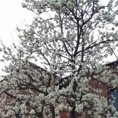 Татьяна Буланова