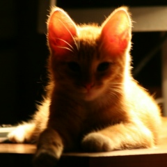 Алексей Елацков, 13.08, Санкт-Петербург