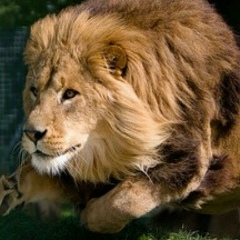 Арслан Аббас, 31.08, Ашхабад