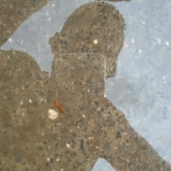 Людмила Плотникова, 22.11, Узда