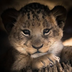 Нана Сулава, 09.02.1991