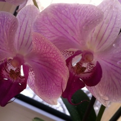 Наталья Анисимова, Магадан