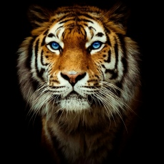 Арби Ибрагимов, 17.08.1998, Москва