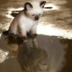 Инна Селезнёва, 16.03, Томск